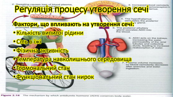 Регуляція процесу утворення сечіФактори, що впливають на утворення сечі: Кількість випитої рідини. Сіль в їжіФізична активність. Температура навколишнього середовища. Гормональний стан. Функціональний стан нирок