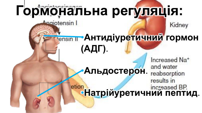 Гормональна регуляція: Антидіуретичний гормон (АДГ). Альдостерон. Натрійуретичний пептид. 