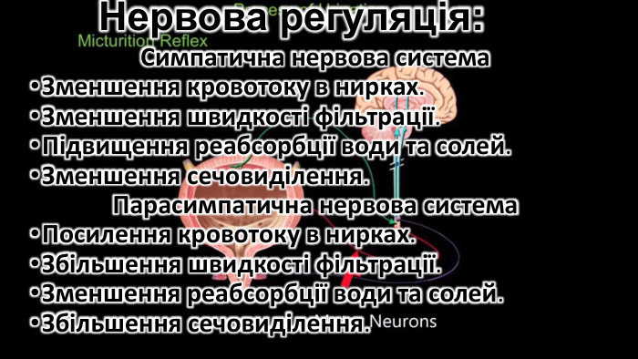 Нервова регуляція: Симпатична нервова система. Зменшення кровотоку в нирках. Зменшення швидкості фільтрації. Підвищення реабсорбції води та солей. Зменшення сечовиділення. Парасимпатична нервова система. Посилення кровотоку в нирках. Збільшення швидкості фільтрації. Зменшення реабсорбції води та солей. Збільшення сечовиділення.