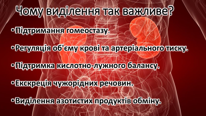 Чому виділення так важливе?Підтримання гомеостазу. Регуляція об'єму крові та артеріального тиску. Підтримка кислотно-лужного балансу. Екскреція чужорідних речовин. Виділення азотистих продуктів обміну.