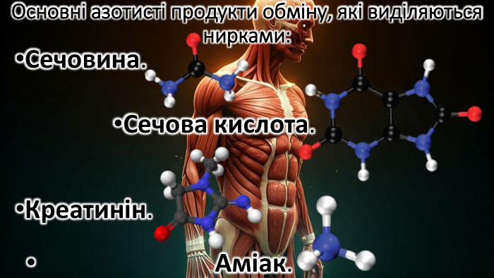 Основні азотисті продукти обміну, які виділяються нирками: Сечовина. Сечова кислота. Креатинін. Аміак.