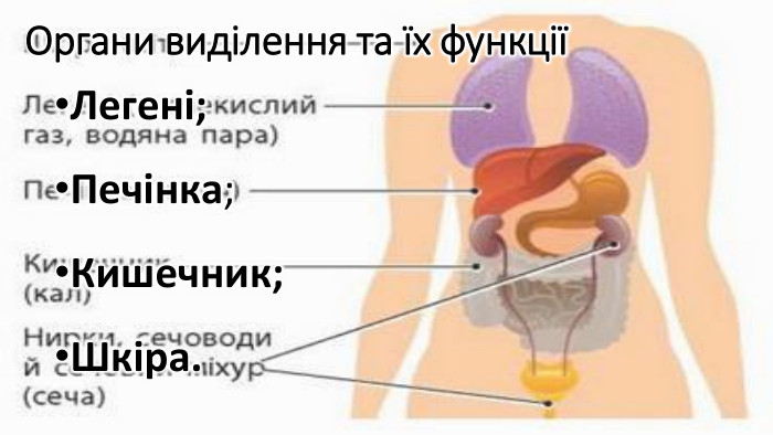 Органи виділення та їх функції Легені;Печінка;Кишечник;Шкіра.