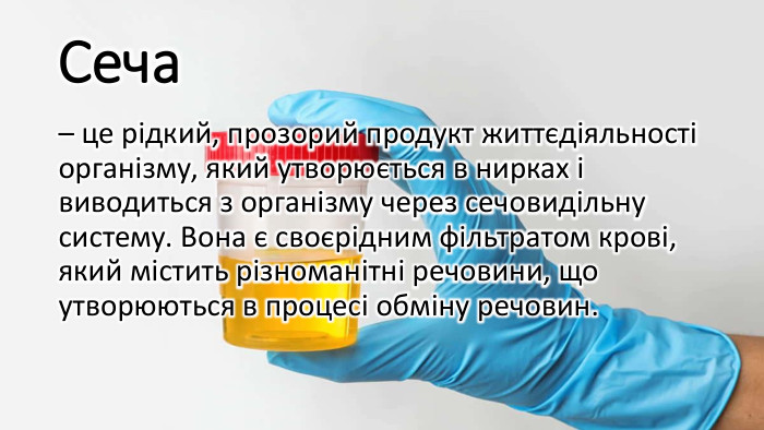 Сеча– це рідкий, прозорий продукт життєдіяльності організму, який утворюється в нирках і виводиться з організму через сечовидільну систему. Вона є своєрідним фільтратом крові, який містить різноманітні речовини, що утворюються в процесі обміну речовин.