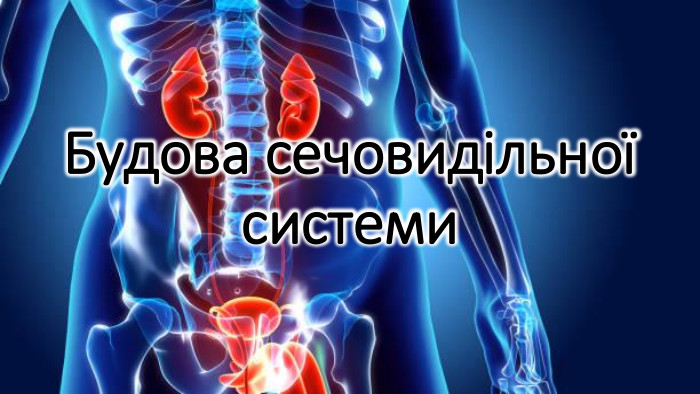 Будова сечовидільної системи