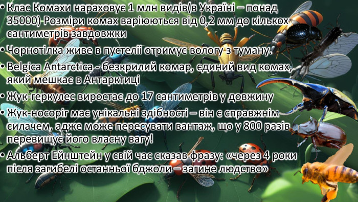 Клас Комахи нараховує 1 млн видів(в Україні – понад 35000) Розміри комах варіюються від 0,2 мм до кількох сантиметрів завдовжки. Чорнотілка живе в пустеліі отримує вологу з туману. Belgica Antarctica - безкрилий комар, єдиний вид комах, який мешкає в Антарктиці Жук-геркулес виростає до 17 сантиметрів у довжину. Жук-носоріг має унікальні здібності – він є справжнім силачем, адже може пересувати вантаж, що у 800 разів перевищує його власну вагу!Альберт Ейнштейн у свій час сказав фразу: «через 4 роки після загибелі останньої бджоли – загине людство»