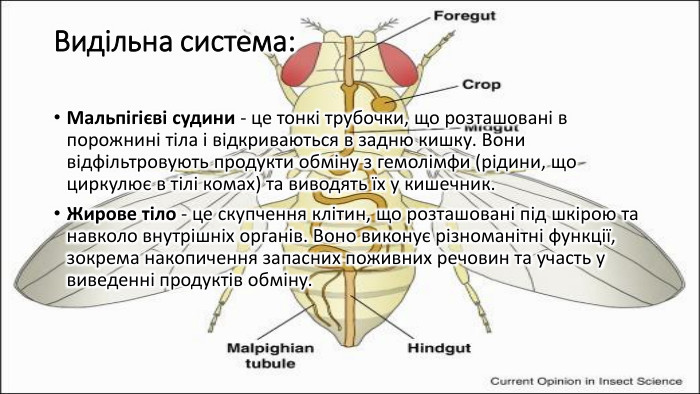 Видільна система: Мальпігієві судини - це тонкі трубочки, що розташовані в порожнині тіла і відкриваються в задню кишку. Вони відфільтровують продукти обміну з гемолімфи (рідини, що циркулює в тілі комах) та виводять їх у кишечник. Жирове тіло - це скупчення клітин, що розташовані під шкірою та навколо внутрішніх органів. Воно виконує різноманітні функції, зокрема накопичення запасних поживних речовин та участь у виведенні продуктів обміну.