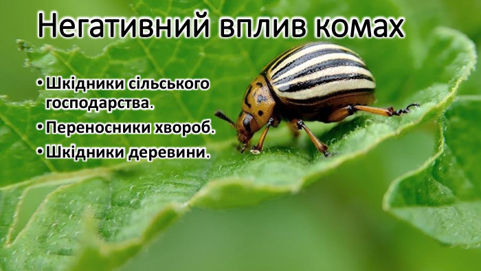 Негативний вплив комах. Шкідники сільського господарства. Переносники хвороб. Шкідники деревини.