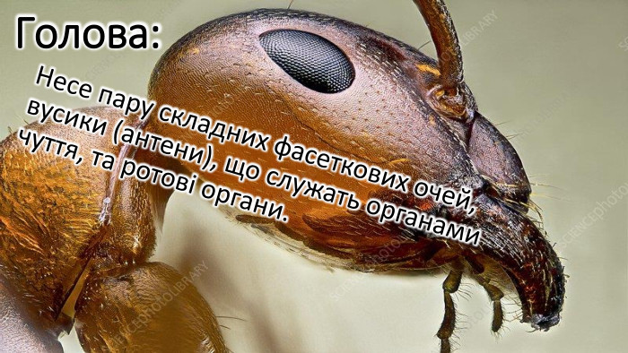 Голова: Несе пару складних фасеткових очей, вусики (антени), що служать органами чуття, та ротові органи. 