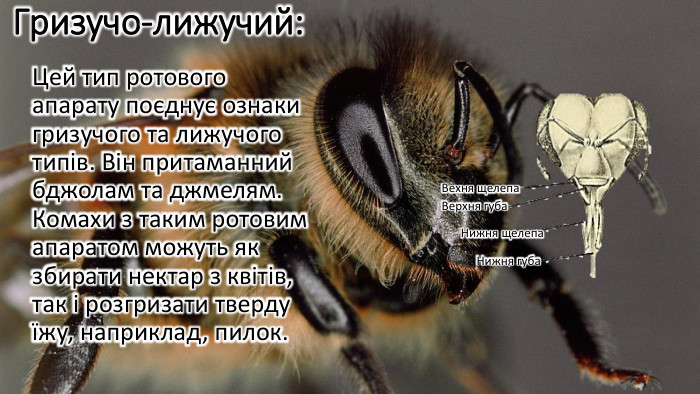 Гризучо-лижучий: Цей тип ротового апарату поєднує ознаки гризучого та лижучого типів. Він притаманний бджолам та джмелям. Комахи з таким ротовим апаратом можуть як збирати нектар з квітів, так і розгризати тверду їжу, наприклад, пилок. Вехня щелепа. Верхня губа. Нижня щелепа Нижня губа