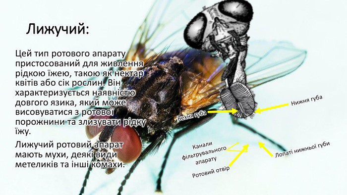 Лижучий: Цей тип ротового апарату пристосований для живлення рідкою їжею, такою як нектар квітів або сік рослин. Він характеризується наявністю довгого язика, який може висовуватися з ротової порожнини та злизувати рідку їжу. Лижучий ротовий апарат мають мухи, деякі види метеликів та інші комахи. Нижня губа. Вехня губа. Лопаті нижньої губи Канали фільтрувального апарату. Ротовий отвір
