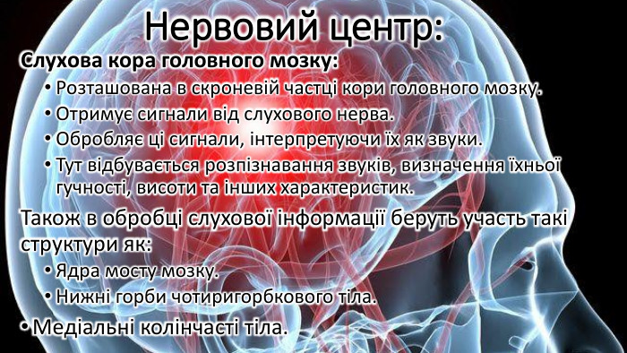 Нервовий центр: Слухова кора головного мозку: Розташована в скроневій частці кори головного мозку. Отримує сигнали від слухового нерва. Обробляє ці сигнали, інтерпретуючи їх як звуки. Тут відбувається розпізнавання звуків, визначення їхньої гучності, висоти та інших характеристик. Також в обробці слухової інформації беруть участь такі структури як: Ядра мосту мозку. Нижні горби чотиригорбкового тіла. Медіальні колінчасті тіла.