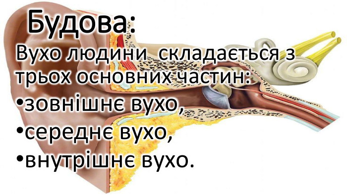 Будова: Вухо людини складається з трьох основних частин: зовнішнє вухо, середнє вухо, внутрішнє вухо.