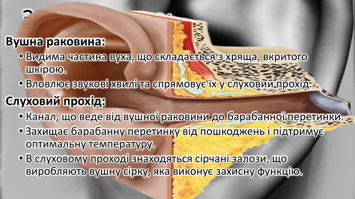 Зовнішнє вухо: Вушна раковина: Видима частина вуха, що складається з хряща, вкритого шкірою. Вловлює звукові хвилі та спрямовує їх у слуховий прохід. Слуховий прохід: Канал, що веде від вушної раковини до барабанної перетинки. Захищає барабанну перетинку від пошкоджень і підтримує оптимальну температуру. В слуховому проході знаходяться сірчані залози, що виробляють вушну сірку, яка виконує захисну функцію.