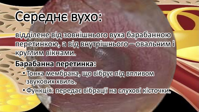 Середнє вухо:відділене від зовнішнього вуха барабанною перетинкою, а від внутрішнього – овальним і круглим вікнами. Барабанна перетинка: Тонка мембрана, що вібрує під впливом звукових хвиль. Функція: передає вібрації на слухові кісточки.