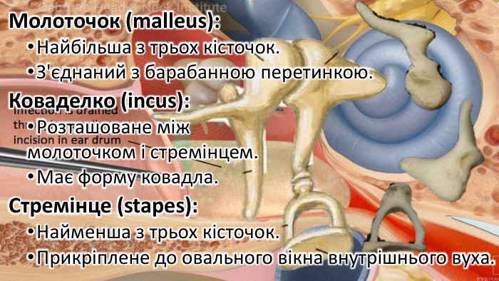 Молоточок (malleus): Найбільша з трьох кісточок. З'єднаний з барабанною перетинкою. Коваделко (incus): Розташоване між молоточком і стремінцем. Має форму ковадла. Стремінце (stapes): Найменша з трьох кісточок. Прикріплене до овального вікна внутрішнього вуха.