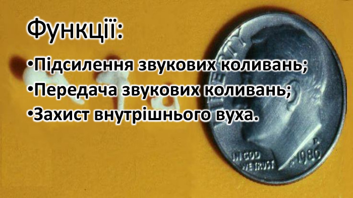 Функції: Підсилення звукових коливань;Передача звукових коливань; Захист внутрішнього вуха.
