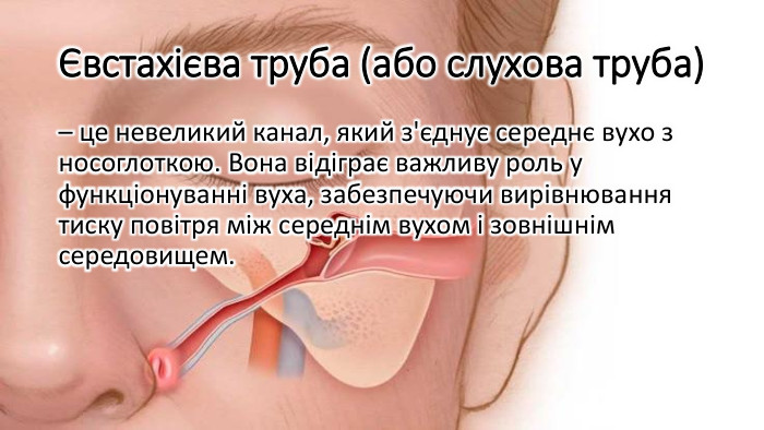 Євстахієва труба (або слухова труба) – це невеликий канал, який з'єднує середнє вухо з носоглоткою. Вона відіграє важливу роль у функціонуванні вуха, забезпечуючи вирівнювання тиску повітря між середнім вухом і зовнішнім середовищем.