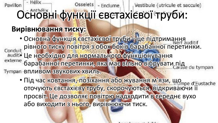 Основні функції євстахієвої труби: Вирівнювання тиску: Основна функція євстахієвої труби – це підтримання рівного тиску повітря з обох боків барабанної перетинки. Це необхідно для нормального функціонування барабанної перетинки, яка має вільно вібрувати під впливом звукових хвиль. Під час ковтання, позіхання або жування м'язи, що оточують євстахієву трубу, скорочуються, відкриваючи її просвіт. Це дозволяє повітрю надходити в середнє вухо або виходити з нього, вирівнюючи тиск.