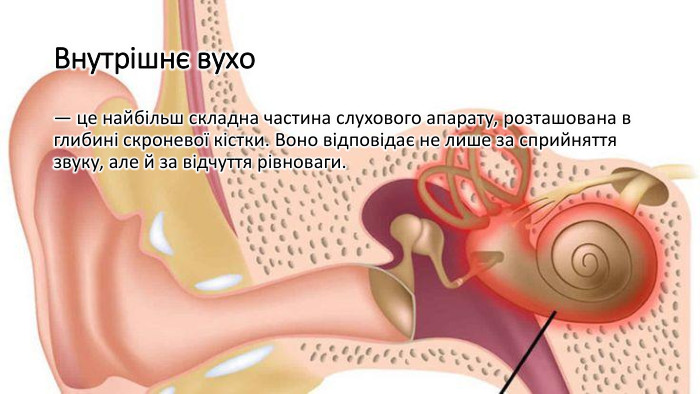 Внутрішнє вухо— це найбільш складна частина слухового апарату, розташована в глибині скроневої кістки. Воно відповідає не лише за сприйняття звуку, але й за відчуття рівноваги.