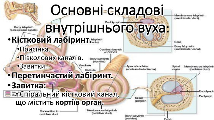 Основні складові внутрішнього вуха: Кістковий лабіринт. Присінка. Півколових каналів. Завитки. Перетинчастий лабіринт. Завитка: Спіральний кістковий канал, що містить кортіїв орган.