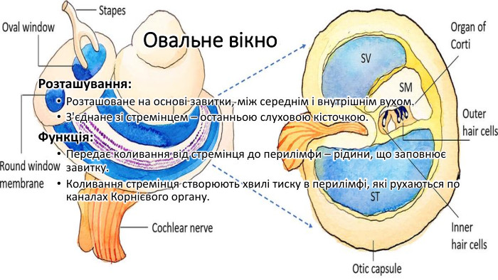 Овальне вікно Розташування: Розташоване на основі завитки, між середнім і внутрішнім вухом. З'єднане зі стремінцем – останньою слуховою кісточкою. Функція: Передає коливання від стремінця до перилімфи – рідини, що заповнює завитку. Коливання стремінця створюють хвилі тиску в перилімфі, які рухаються по каналах Корнієвого органу.