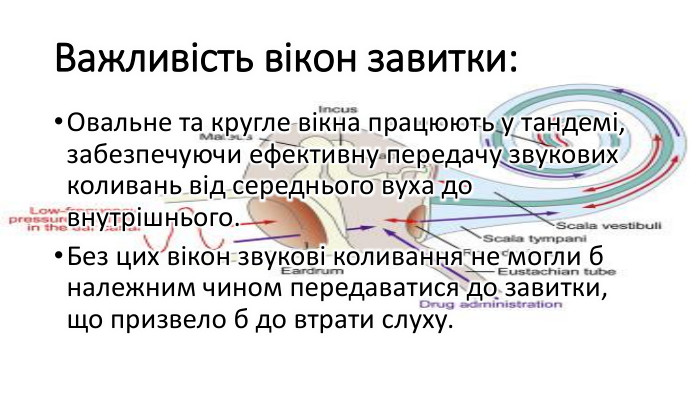 Важливість вікон завитки: Овальне та кругле вікна працюють у тандемі, забезпечуючи ефективну передачу звукових коливань від середнього вуха до внутрішнього. Без цих вікон звукові коливання не могли б належним чином передаватися до завитки, що призвело б до втрати слуху.