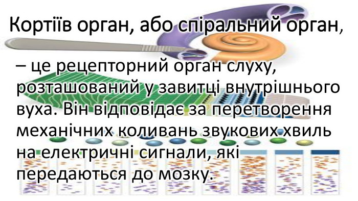 Кортіїв орган, або спіральний орган, – це рецепторний орган слуху, розташований у завитці внутрішнього вуха. Він відповідає за перетворення механічних коливань звукових хвиль на електричні сигнали, які передаються до мозку.