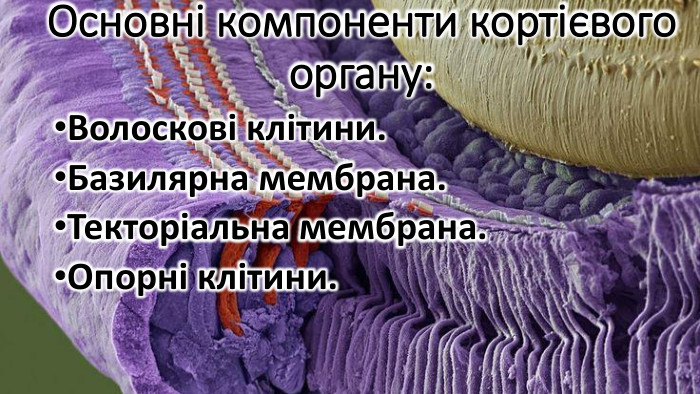 Основні компоненти кортієвого органу: Волоскові клітини. Базилярна мембрана. Текторіальна мембрана. Опорні клітини. 