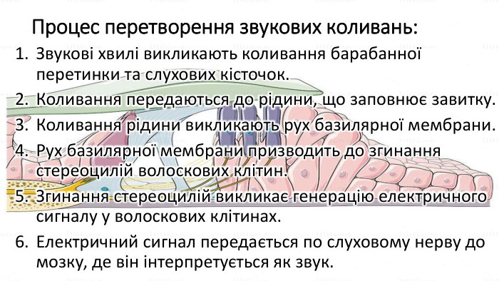 Процес перетворення звукових коливань: Звукові хвилі викликають коливання барабанної перетинки та слухових кісточок. Коливання передаються до рідини, що заповнює завитку. Коливання рідини викликають рух базилярної мембрани. Рух базилярної мембрани призводить до згинання стереоцилій волоскових клітин. Згинання стереоцилій викликає генерацію електричного сигналу у волоскових клітинах. Електричний сигнал передається по слуховому нерву до мозку, де він інтерпретується як звук.