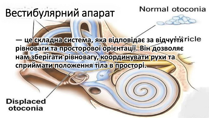 Вестибулярний апарат — це складна система, яка відповідає за відчуття рівноваги та просторової орієнтації. Він дозволяє нам зберігати рівновагу, координувати рухи та сприймати положення тіла в просторі.