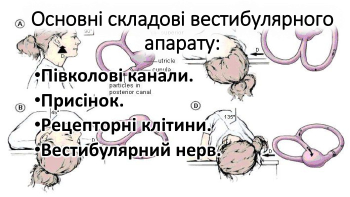Основні складові вестибулярного апарату: Півколові канали. Присінок. Рецепторні клітини. Вестибулярний нерв.
