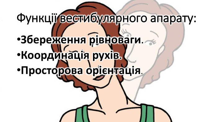 Функції вестибулярного апарату: Збереження рівноваги. Координація рухів. Просторова орієнтація.