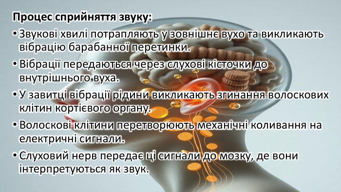 Процес сприйняття звуку: Звукові хвилі потрапляють у зовнішнє вухо та викликають вібрацію барабанної перетинки. Вібрації передаються через слухові кісточки до внутрішнього вуха. У завитці вібрації рідини викликають згинання волоскових клітин кортієвого органу. Волоскові клітини перетворюють механічні коливання на електричні сигнали. Слуховий нерв передає ці сигнали до мозку, де вони інтерпретуються як звук.