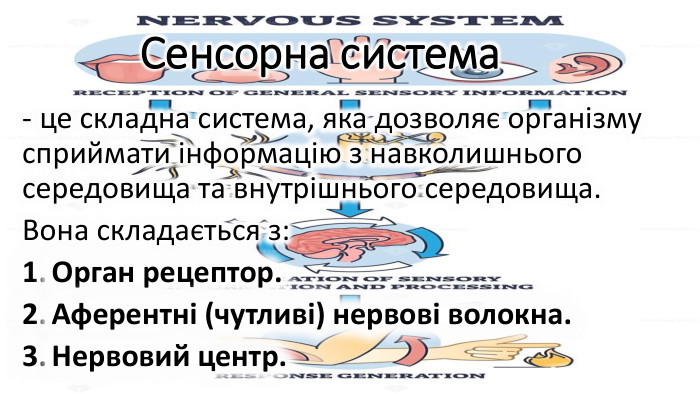 Сенсорна система - це складна система, яка дозволяє організму сприймати інформацію з навколишнього середовища та внутрішнього середовища. Вона складається з: Орган рецептор. Аферентні (чутливі) нервові волокна. Нервовий центр.