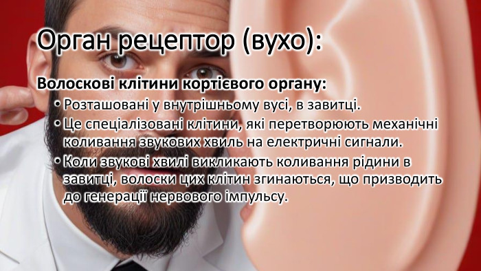 Орган рецептор (вухо): Волоскові клітини кортієвого органу: Розташовані у внутрішньому вусі, в завитці. Це спеціалізовані клітини, які перетворюють механічні коливання звукових хвиль на електричні сигнали. Коли звукові хвилі викликають коливання рідини в завитці, волоски цих клітин згинаються, що призводить до генерації нервового імпульсу.