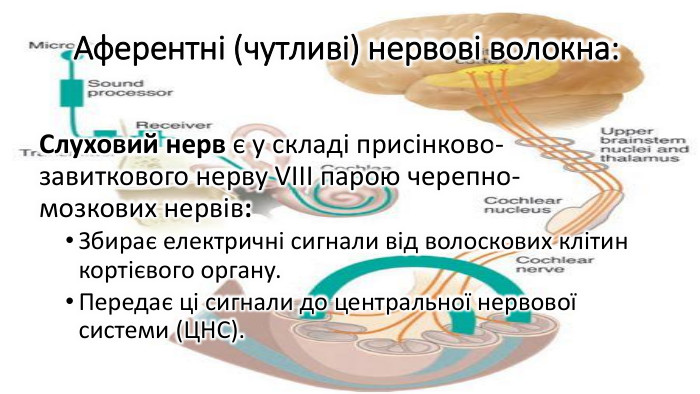 Аферентні (чутливі) нервові волокна: Слуховий нерв є у складі присінково-завиткового нерву VIII парою черепно-мозкових нервів: Збирає електричні сигнали від волоскових клітин кортієвого органу. Передає ці сигнали до центральної нервової системи (ЦНС).