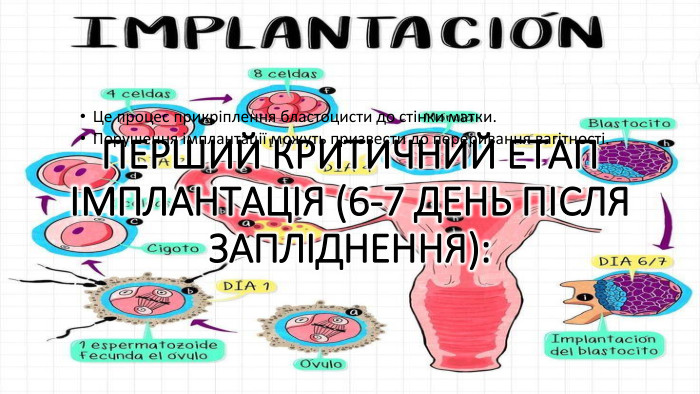 Перший критичний етап Імплантація (6-7 день після запліднення): Це процес прикріплення бластоцисти до стінки матки. Порушення імплантації можуть призвести до переривання вагітності.