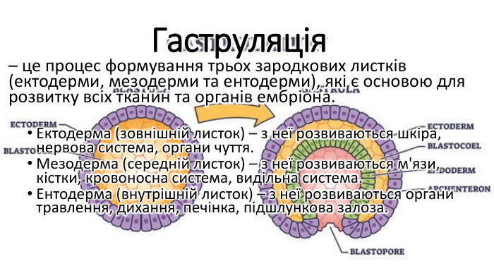 Гаструляція– це процес формування трьох зародкових листків (ектодерми, мезодерми та ентодерми), які є основою для розвитку всіх тканин та органів ембріона. Ектодерма (зовнішній листок) – з неї розвиваються шкіра, нервова система, органи чуття. Мезодерма (середній листок) – з неї розвиваються м'язи, кістки, кровоносна система, видільна система. Ентодерма (внутрішній листок) – з неї розвиваються органи травлення, дихання, печінка, підшлункова залоза.