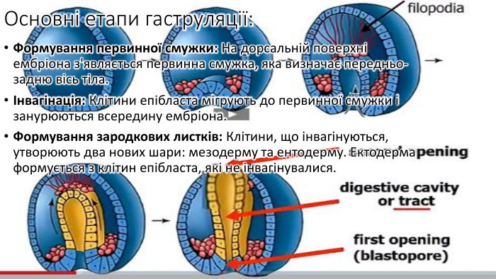 Основні етапи гаструляції: Формування первинної смужки: На дорсальній поверхні ембріона з'являється первинна смужка, яка визначає передньо-задню вісь тіла.Інвагінація: Клітини епібласта мігрують до первинної смужки і занурюються всередину ембріона. Формування зародкових листків: Клітини, що інвагінуються, утворюють два нових шари: мезодерму та ентодерму. Ектодерма формується з клітин епібласта, які не інвагінувалися.