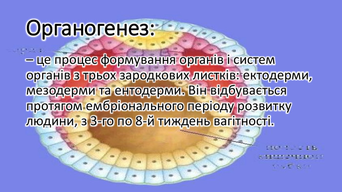 Органогенез:– це процес формування органів і систем органів з трьох зародкових листків: ектодерми, мезодерми та ентодерми. Він відбувається протягом ембріонального періоду розвитку людини, з 3-го по 8-й тиждень вагітності.
