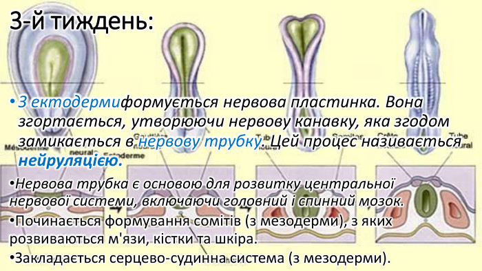 3-й тиждень: З ектодермиформується нервова пластинка. Вона згортається, утворюючи нервову канавку, яка згодом замикається в нервову трубку. Цей процес називається нейруляцією. Нервова трубка є основою для розвитку центральної нервової системи, включаючи головний і спинний мозок. Починається формування сомітів (з мезодерми), з яких розвиваються м'язи, кістки та шкіра. Закладається серцево-судинна система (з мезодерми).