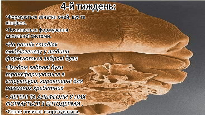 4-й тиждень: Формуються зачатки очей, вух та кінцівок. Починається формування дихальної системи. На ранніх стадіях ембріогенезу у людини формуються зяброві дуги. Згодом зяброві дуги трансформуються в структури, характерні для наземних хребетних ЛЕГЕНІ ТА АЛЬФЕОЛИ У НИХ ФОРМУТЬСЯ З ЕНТОДЕРМИ . Серце починає скорочуватися.