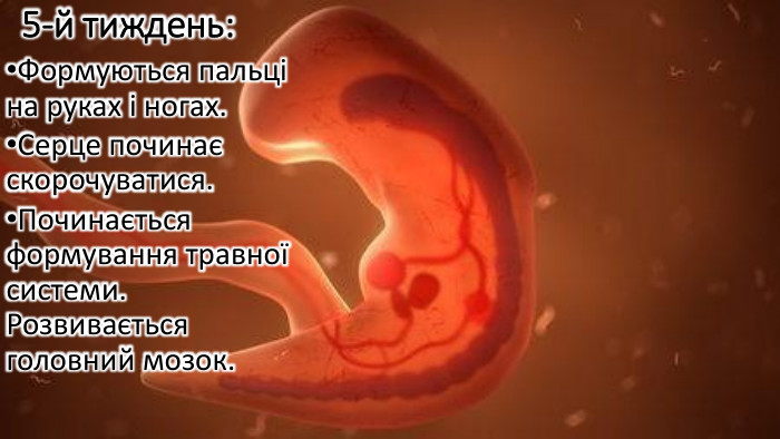 5-й тиждень: Формуються пальці на руках і ногах. Серце починає скорочуватися. Починається формування травної системи. Розвивається головний мозок.