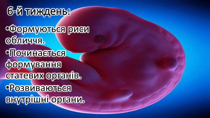 6-й тиждень: Формуються риси обличчя. Починається формування статевих органів. Розвиваються внутрішні органи.