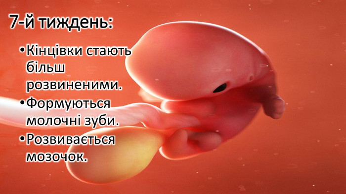 7-й тиждень: Кінцівки стають більш розвиненими. Формуються молочні зуби. Розвивається мозочок.