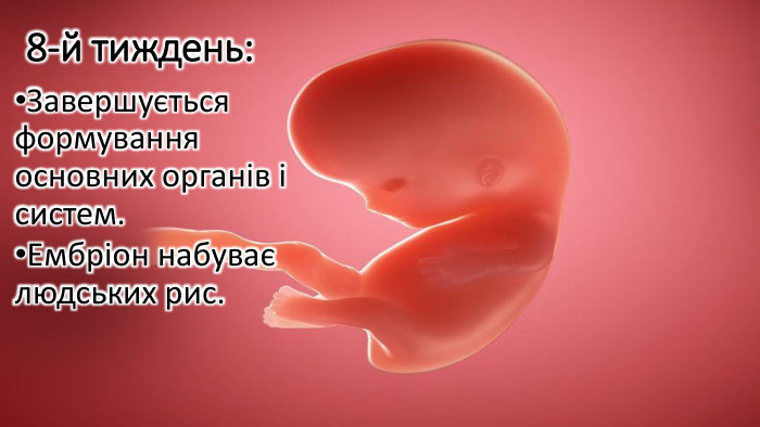 8-й тиждень: Завершується формування основних органів і систем. Ембріон набуває людських рис.