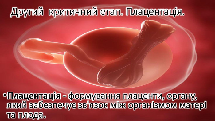 Другий критичний етап. Плацентація. Плацентація - формування плаценти, органу, який забезпечує зв'язок між організмом матері та плода.