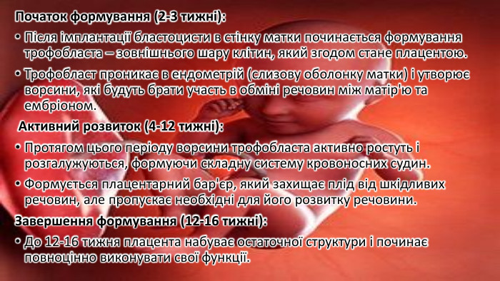 Початок формування (2-3 тижні): Після імплантації бластоцисти в стінку матки починається формування трофобласта – зовнішнього шару клітин, який згодом стане плацентою. Трофобласт проникає в ендометрій (слизову оболонку матки) і утворює ворсини, які будуть брати участь в обміні речовин між матір'ю та ембріоном. Активний розвиток (4-12 тижні): Протягом цього періоду ворсини трофобласта активно ростуть і розгалужуються, формуючи складну систему кровоносних судин. Формується плацентарний бар'єр, який захищає плід від шкідливих речовин, але пропускає необхідні для його розвитку речовини. Завершення формування (12-16 тижні): До 12-16 тижня плацента набуває остаточної структури і починає повноцінно виконувати свої функції.