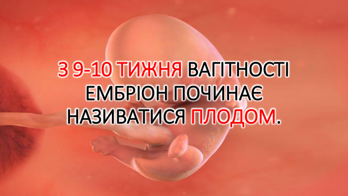 З 9-10 тижня вагітності ембріон починає називатися плодом.
