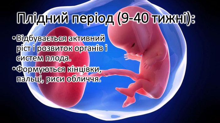 Плідний період (9-40 тижні): Відбувається активний ріст і розвиток органів і систем плода. Формуються кінцівки, пальці, риси обличчя.